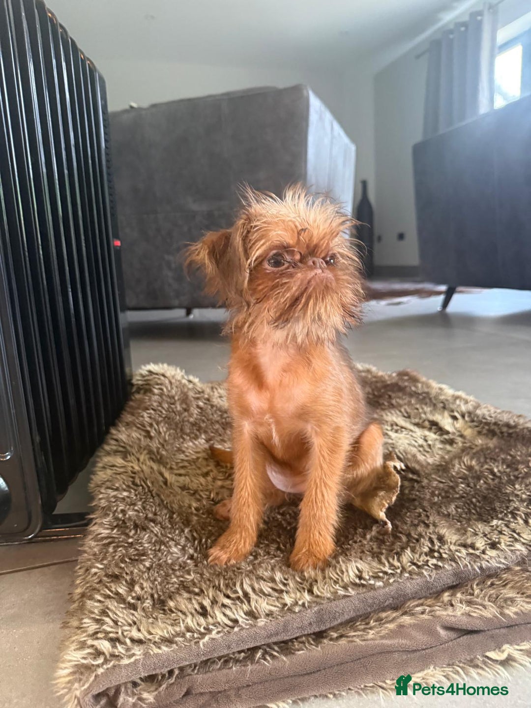 Griffon Bruxellois dogs for sale: Cute Female Griffon  - Advert 2