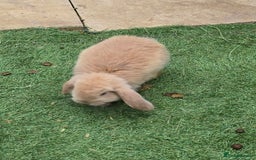 Continental Giant rabbits for sale: Giant french lops - Advert 3