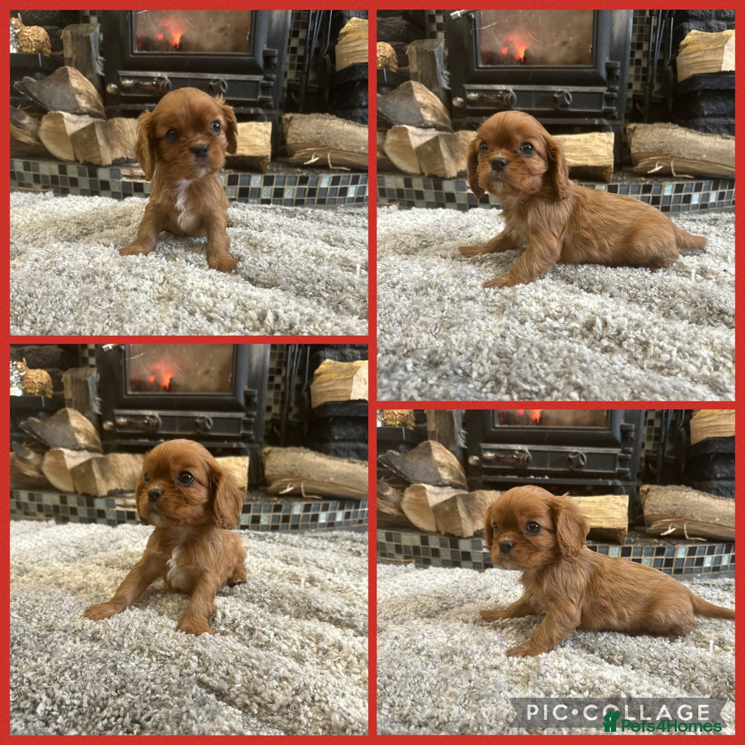 Cavalier King Charles Spaniel dogs for sale: ** DNA CLEAR 🧬 KC REGISTERED CAVALIER PUPPIES ** - Advert 10