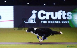 Border Collie dogs for sale: WINNING CRUFTS COMPETITORS. KC REG, HEALTH TESTED - Image 15