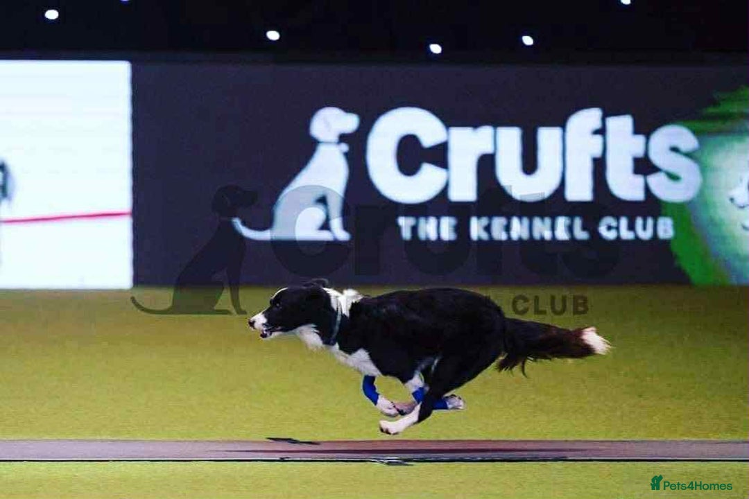 Border Collie dogs for sale: WINNING CRUFTS COMPETITORS. KC REG, HEALTH TESTED - Image 15