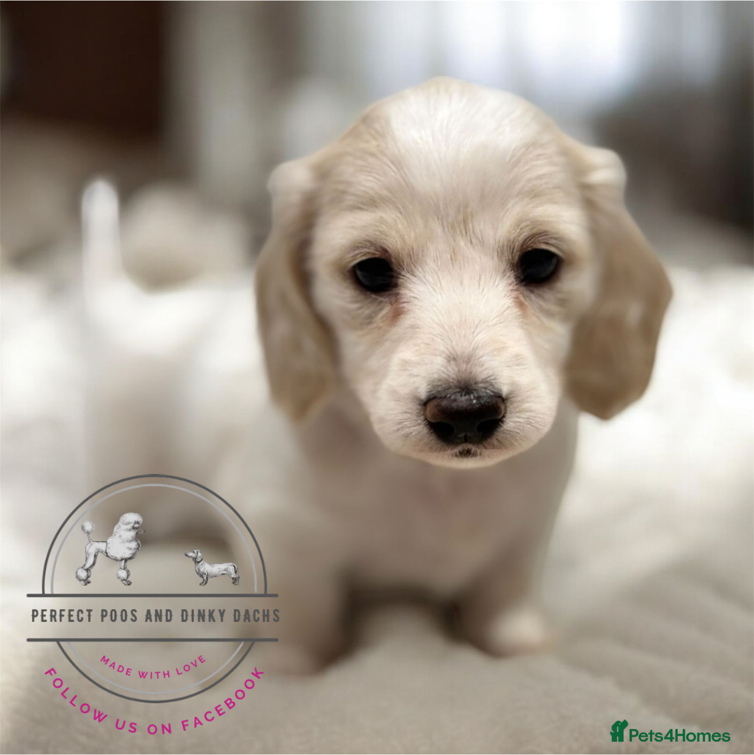 Miniature Dachshund dogs for sale: KC Registered Cream Long Hair Miniature Dachshunds - Advert 17