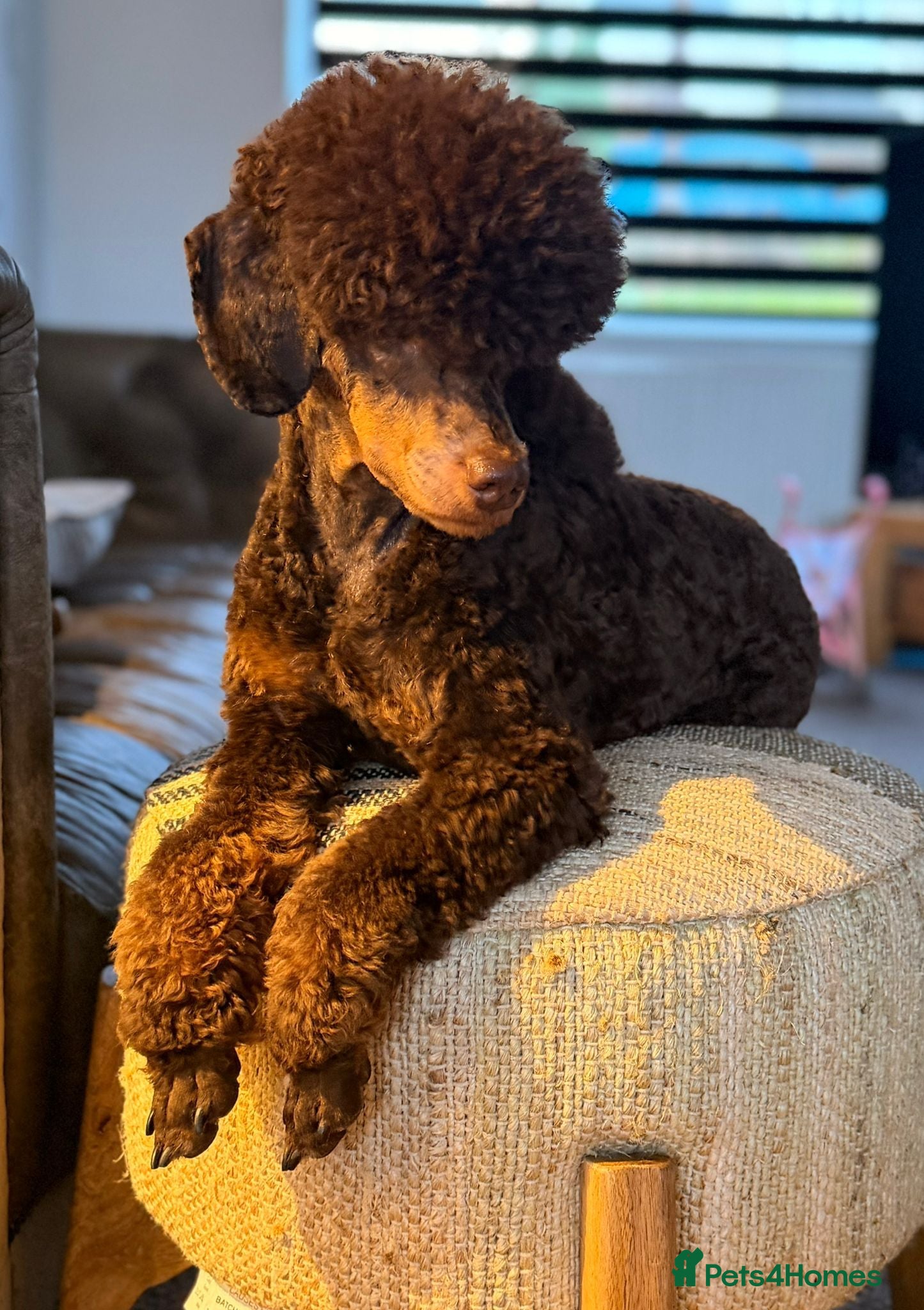 Miniature Poodle dogs Miniature Poodle  - Advert 2