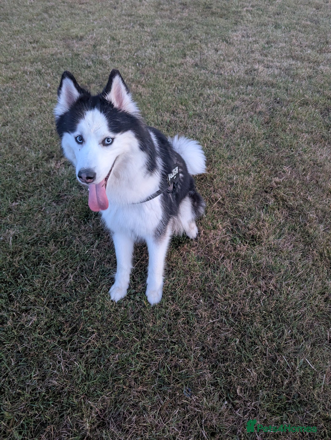 Siberian Husky dogs for sale: 4 year old Luna - Advert 3
