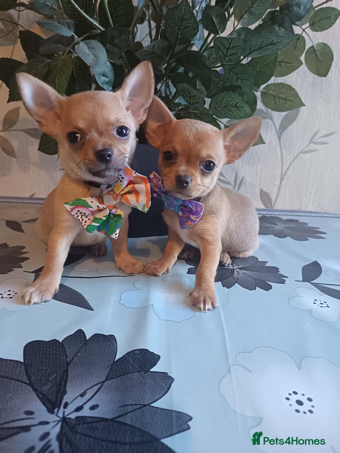 Chihuahua dogs Chihuahua puppies - Advert 1