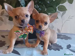 Chihuahua dogs Chihuahua puppies - Advert 1