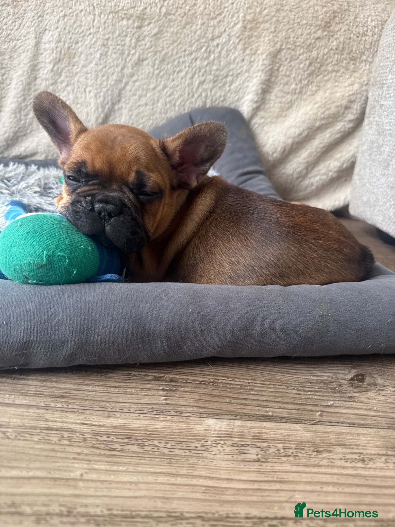 French Bulldog dogs STUNNING ORIGINAL RED FAWNS - Advert 2
