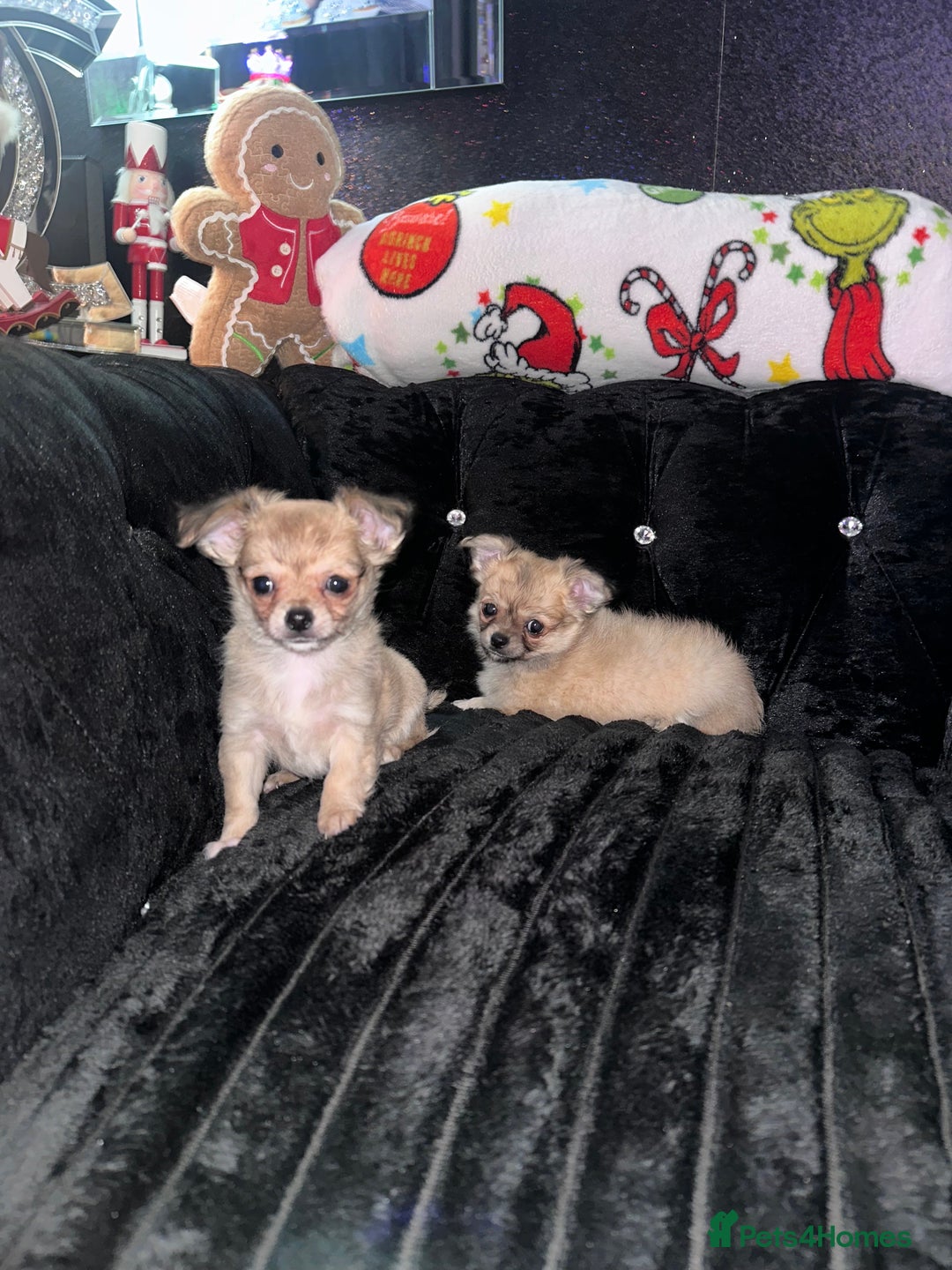 Chihuahua dogs for sale: 3 beautiful chihuahua puppy’s - Advert 7