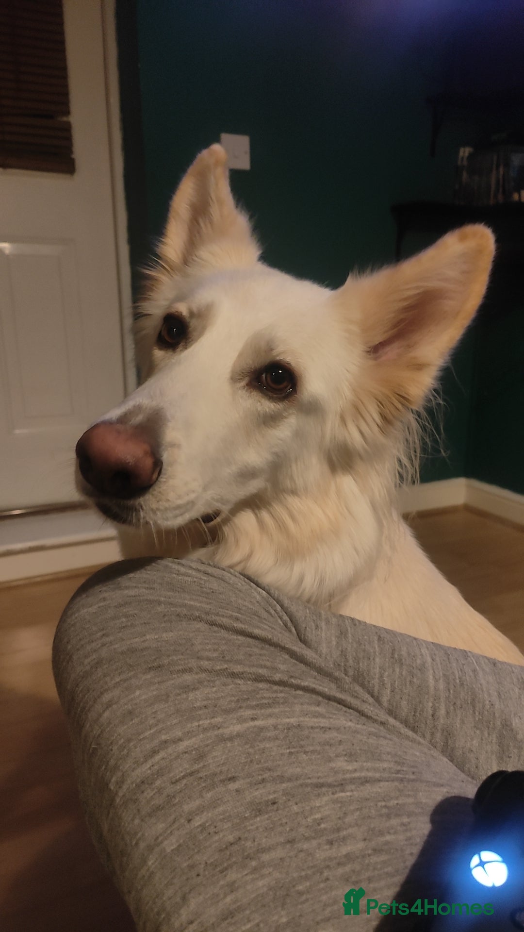 German Shepherd dogs for sale: Edie  - Advert 2