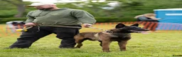 Belgian Shepherd Dog dogs for sale: Malinois Litter  in Airdrie - Advert 3