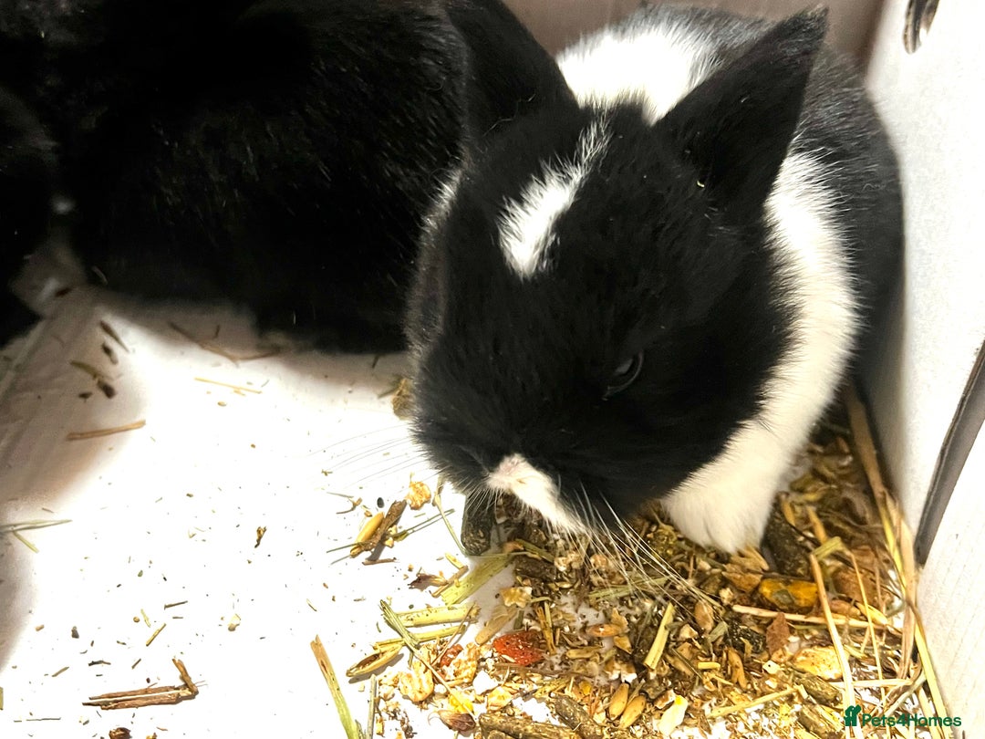 Lionhead rabbits for sale: Bouncing baby bunnies  - Advert 2