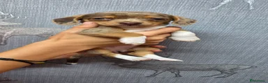 Chiweenie 2