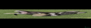 German Shepherd Puppy 2-grey collar