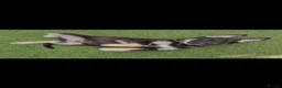 German Shepherd dogs for sale: German Shepherd Puppies  - Advert 14