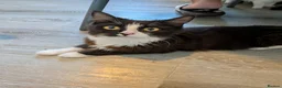 British Longhair cats for sale: Female Cat Looking for a Good Home - Advert 3