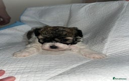 Shihpoo dogs for sale: Shihpoos  - Image 14