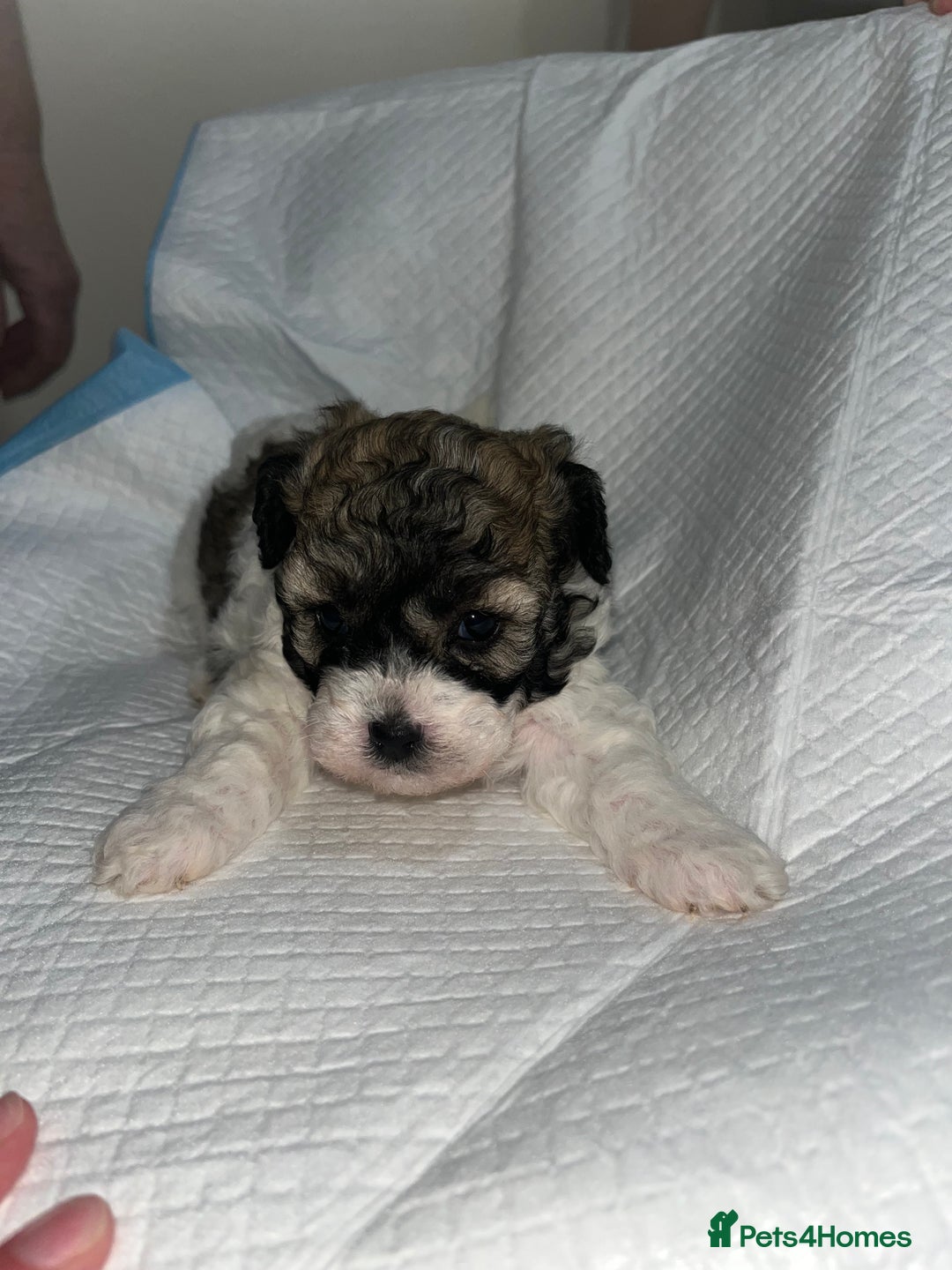 Shihpoo dogs for sale: Shihpoos  - Image 14