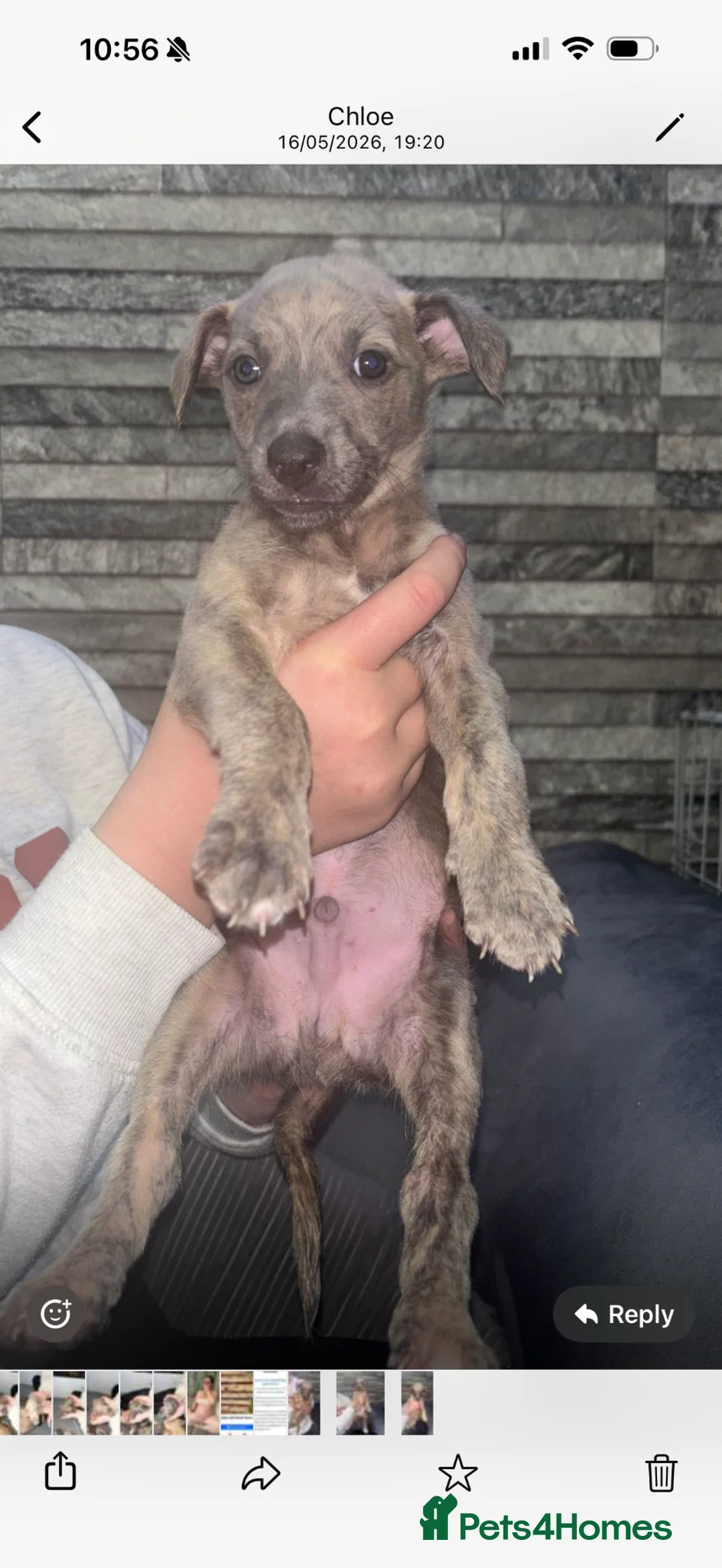 Whippet dogs for sale: Beautiful Blue brindle whippets for sale  - Advert 2