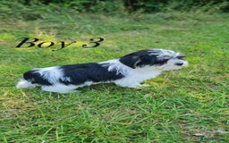 Shorkie dogs for sale: Shorkie pups ready now - Image 22