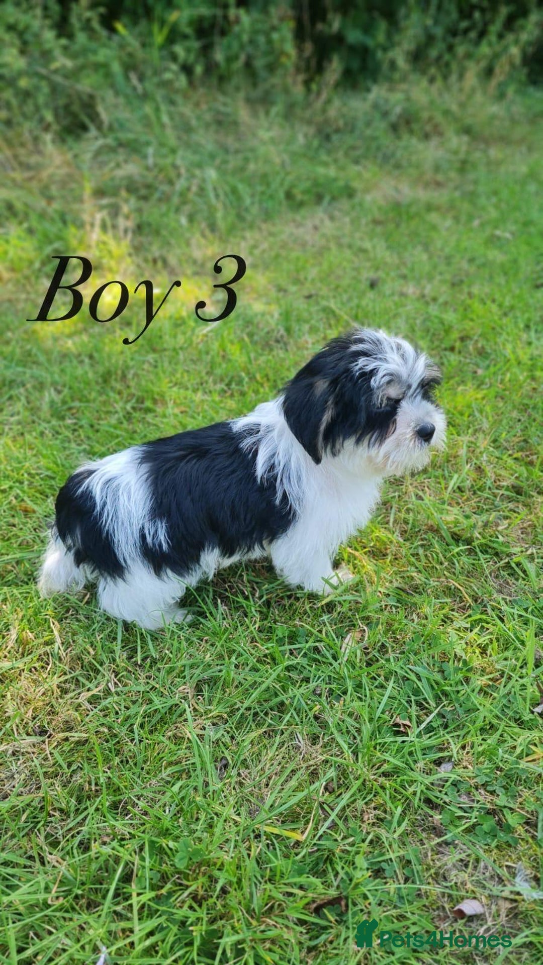 Shorkie dogs for sale: Shorkie pups ready now - Image 22