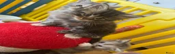 Persian cats for sale: Doll face Persian x Mainecoon gorgeous kittens  - Advert 3