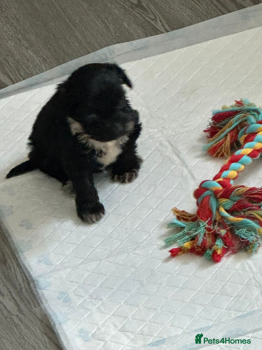 Cocker Spaniel dogs for sale: Cocker spaniel 2 male  - Image 1
