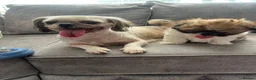Shih Tzu dogs for sale: Gorgeous male shih tzu in Manchester - Advert 2