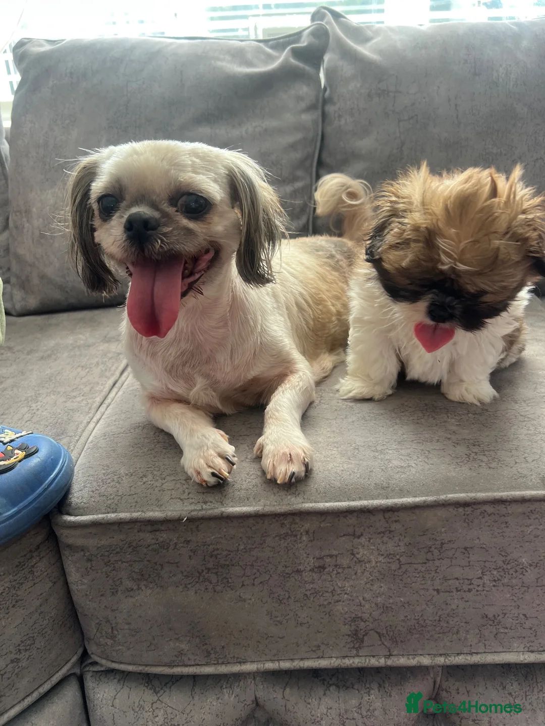 Shih Tzu dogs for sale: Gorgeous male shih tzu in Manchester - Advert 2