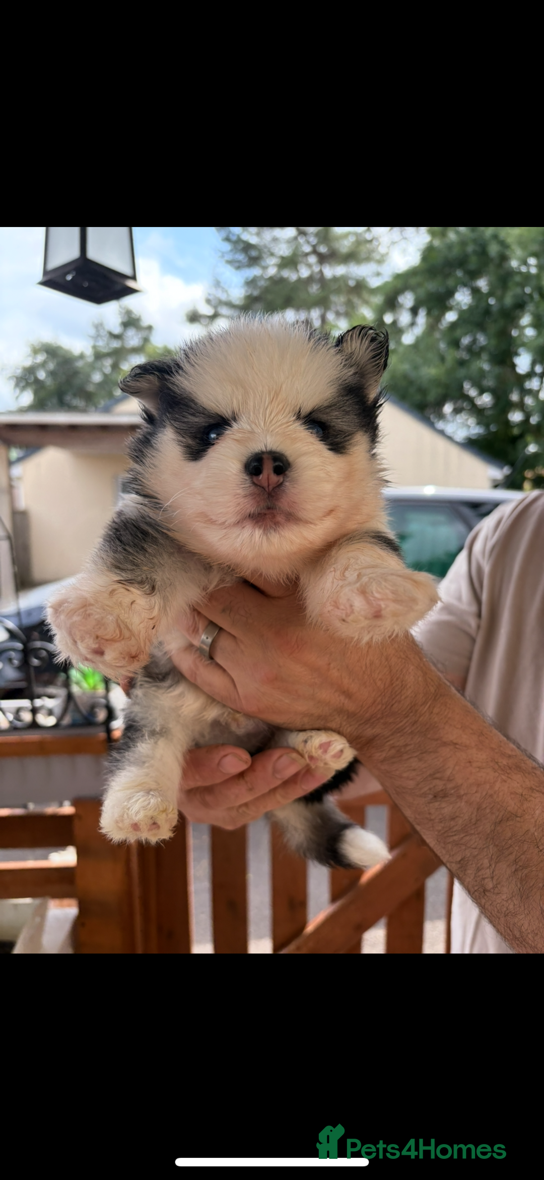 Pomsky dogs for sale: Champion bloodline f4 pomskys - Image 14