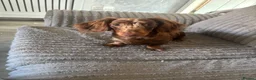 Dachshund dogs for sale: Female dapple dachshund   in Bilston - Advert 2