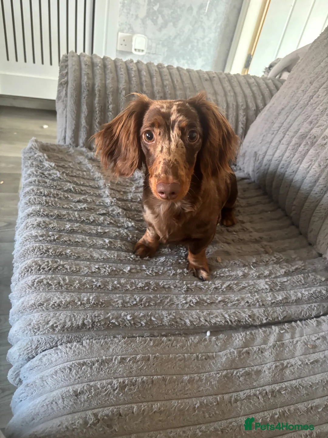 Dachshund dogs for sale: Female dapple dachshund   in Bilston - Advert 2