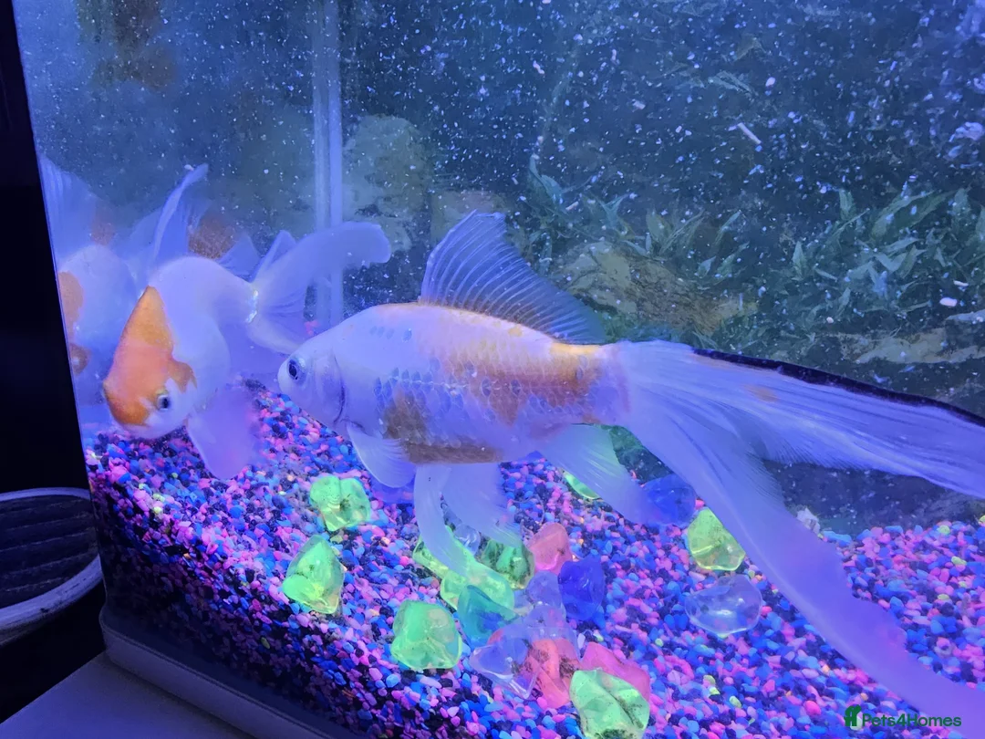 Goldfish fish for sale: 2 fish for sale with tank  in Ipswich - Advert 5