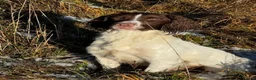English Springer Spaniel dogs for sale: KC Registered English Springer Spaniel Puppies - Advert 20