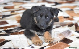 German Shepherd dogs for sale: German Shepherd Puppies - Image 30