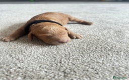 Cockapoo dogs for sale: Beautiful Cockapoo F2 puppies  - Image 12