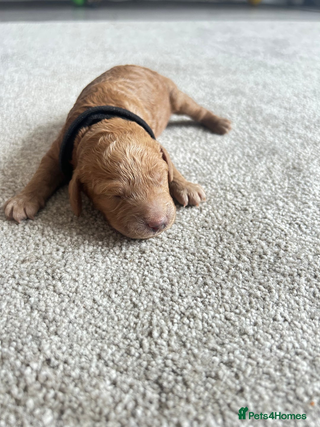 Cockapoo dogs for sale: Beautiful Cockapoo F2 puppies  - Image 12