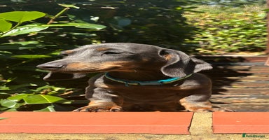 Miniature Dachshund dogs - Advert 4