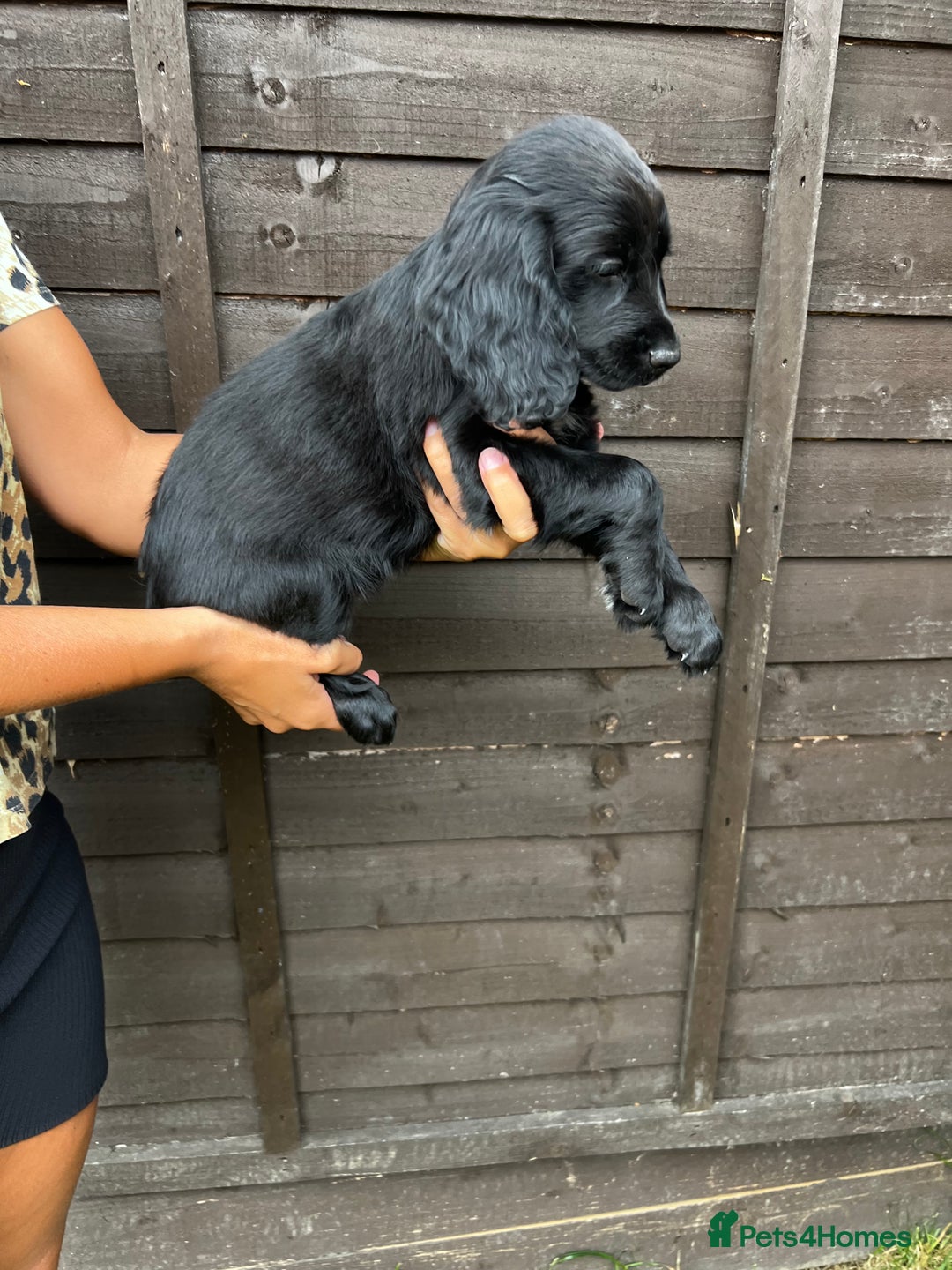 Cocker Spaniel dogs for sale: Cocker spaniel female puppies  - Image 30