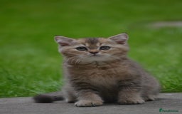 British Shorthair cats for sale: Last kitten left: TICA Golden Black Shaded BSH/BLH - Image 21