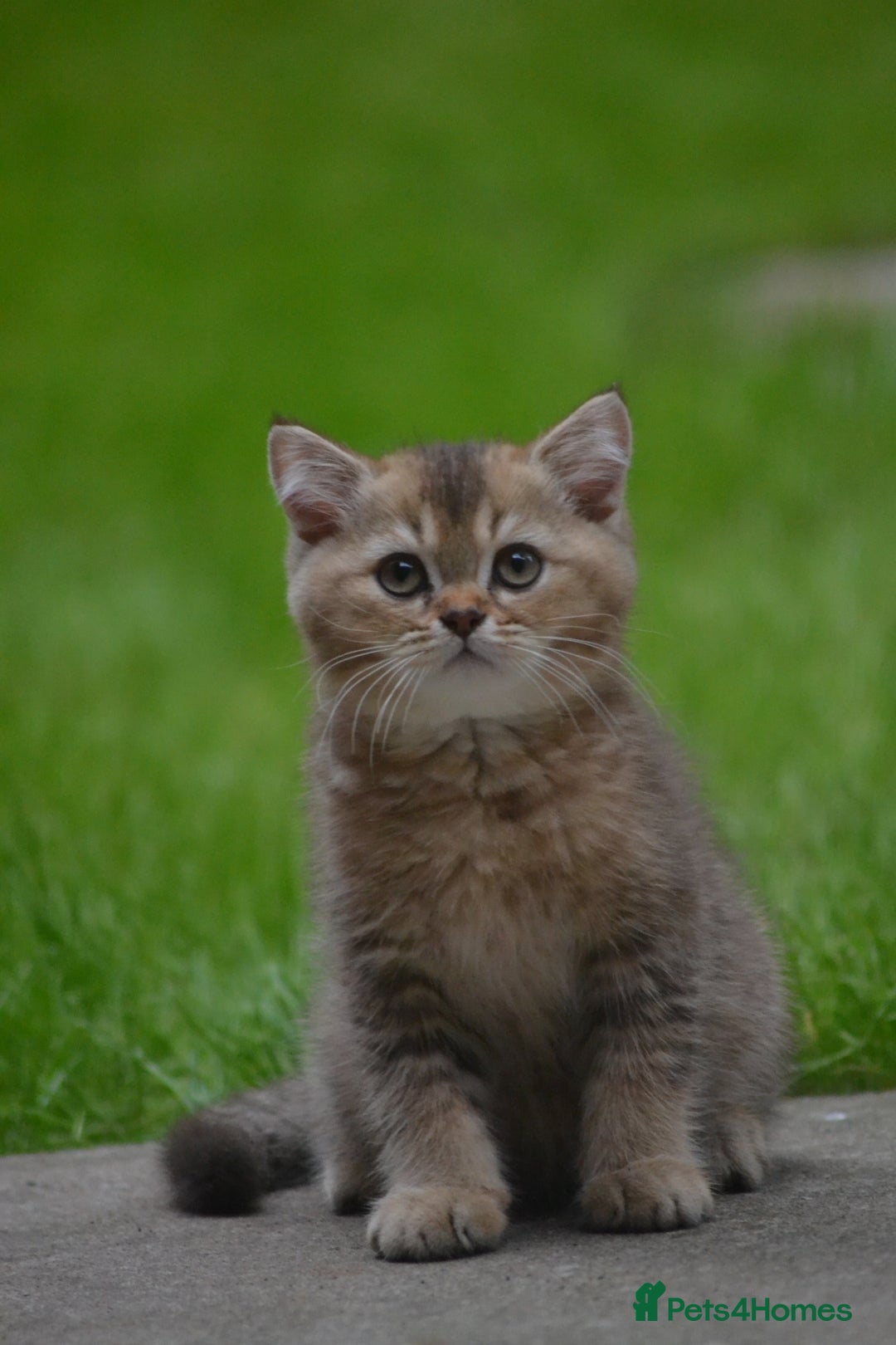 British Shorthair cats for sale: Last kitten left: TICA Golden Black Shaded BSH/BLH - Image 21