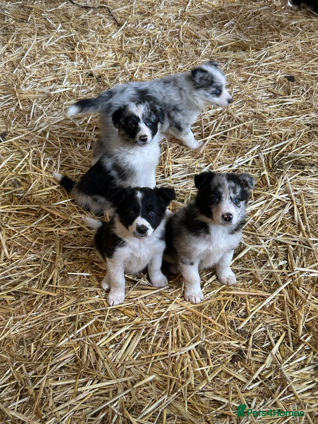 Border Collie dogs for sale: Beautiful border collie puppies  - Advert 21