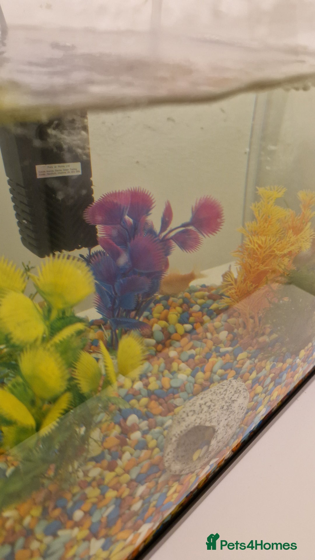 Barbs fish for sale: 4 young rosy barbs - Advert 1