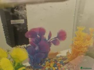 Barbs fish 4 young rosy barbs - Advert 2