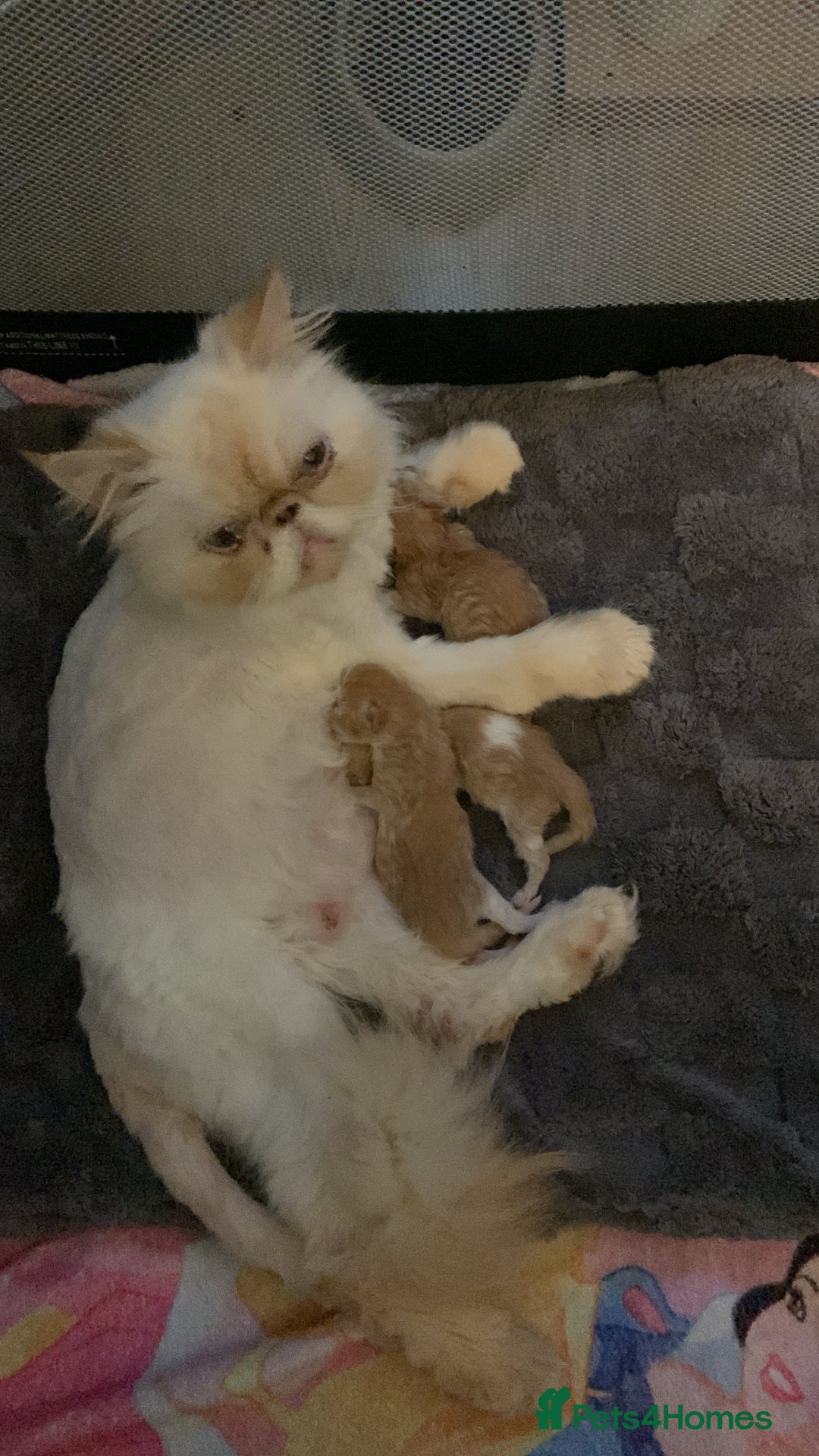 Persian cats for sale: Perfect pure breed Persian kitten 1 left reduced - Image 9