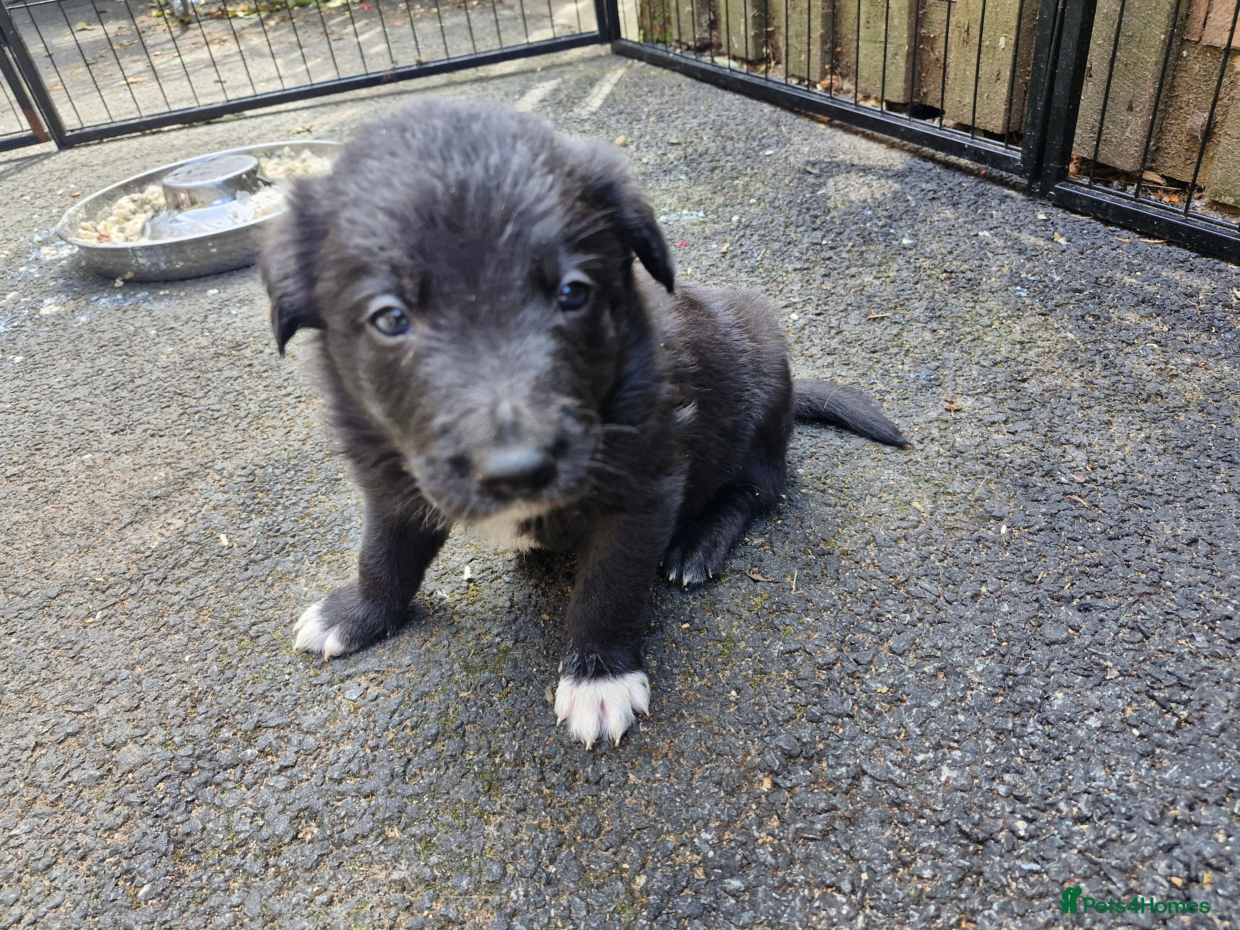 Border Collie dogs Gorgeous Blue Border Collie Pups - Advert 2