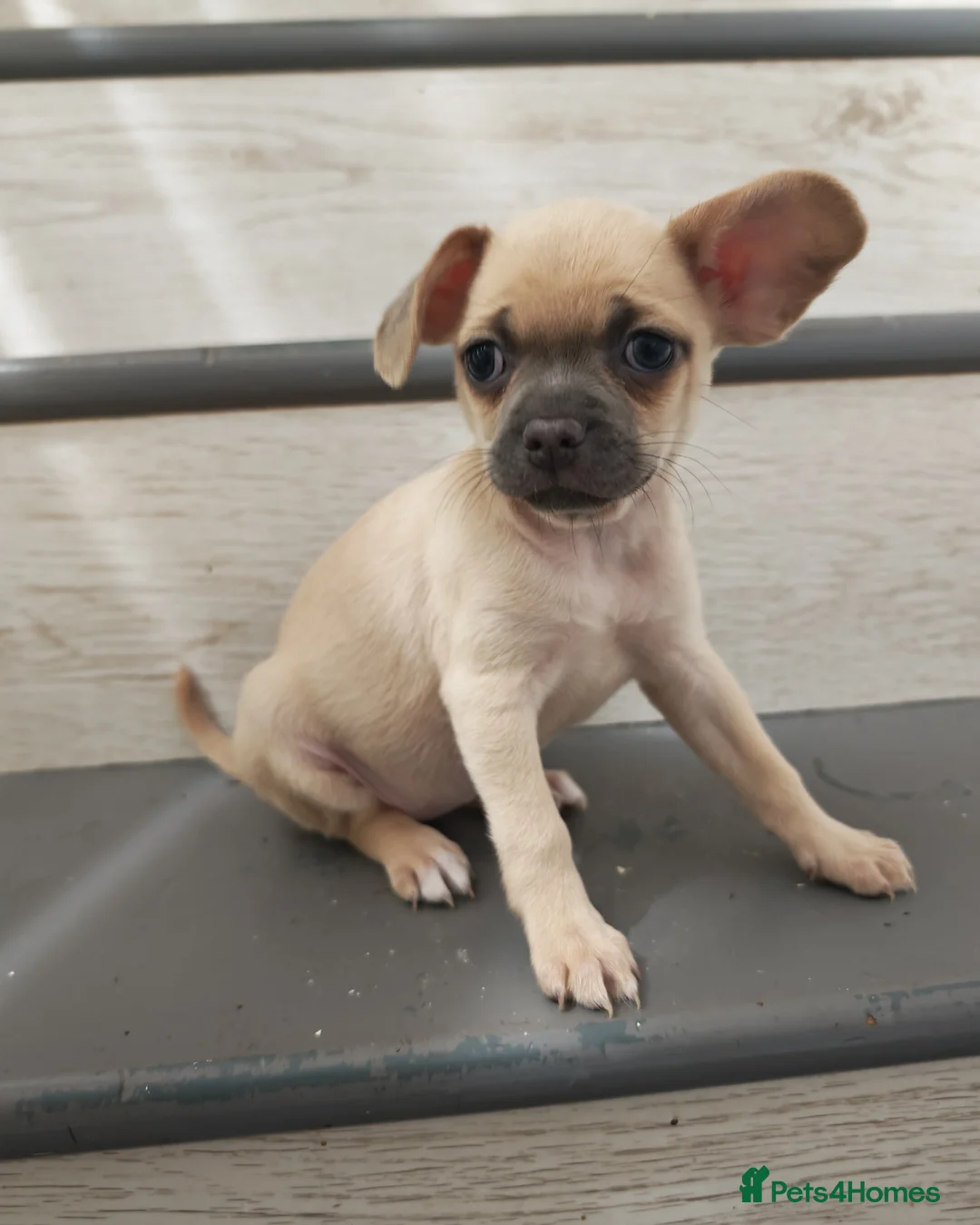 Chihuahua dogs for sale: Chihuahua puppys - Advert 36