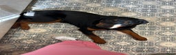 Rottweiler dogs for sale: Seeking a Forever Home Libby 1-Year-Old Rottweiler - Advert 4