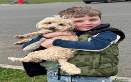 Maltipoo dogs for sale: Champagne and white, extensively health tested - Image 13