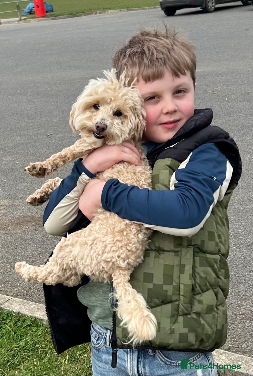 Maltipoo dogs for sale: Champagne and white, extensively health tested - Image 13