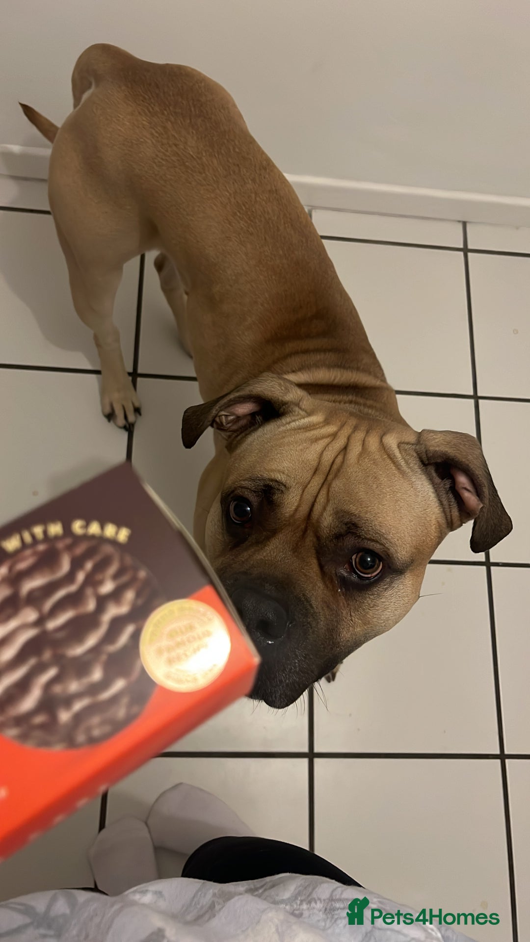 Mixed Breed dogs for sale: 2 year old male called hooper❤️ - Advert 4